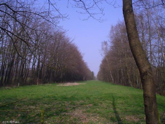 oud50b