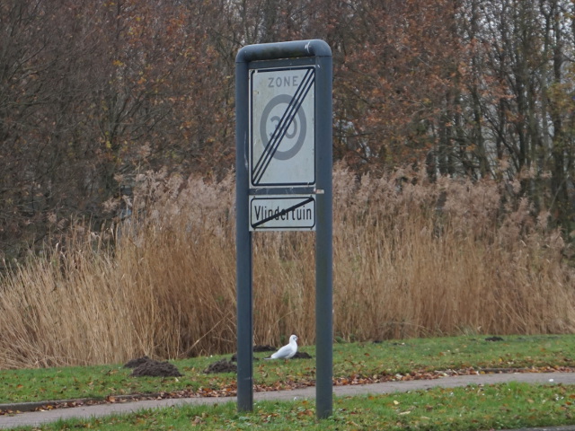 DSC08741vlindertuin_e
