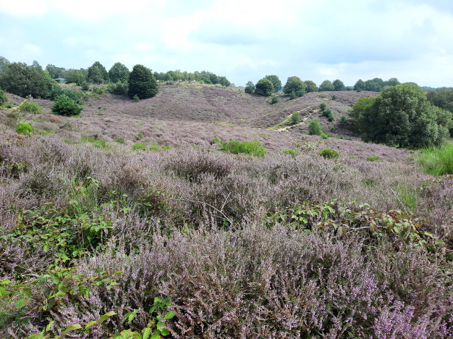 20210822_134042rheden_z