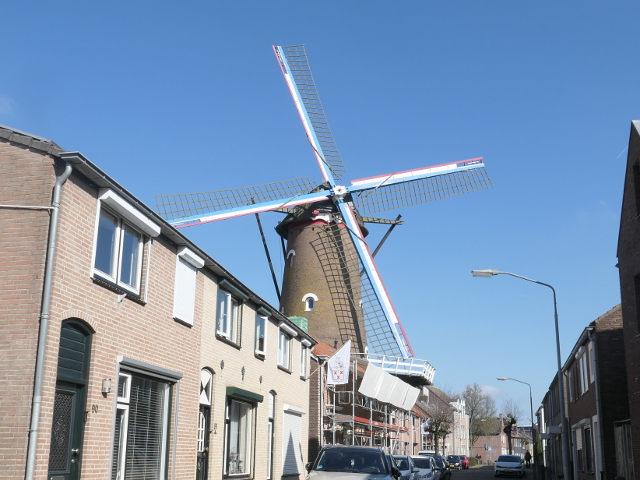 P1350087zevenbergen_z