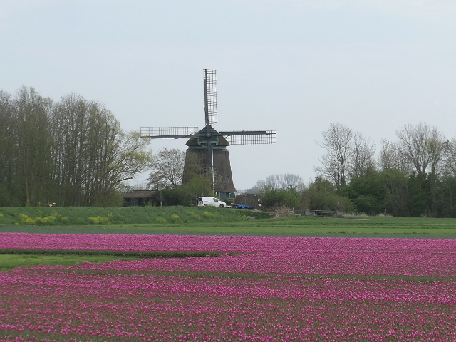 P1360196aartswoud_z