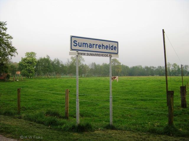 sumarreheide030