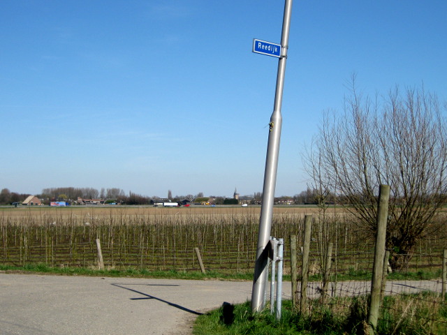 reedijk001