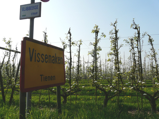P1310307vissenaken_g