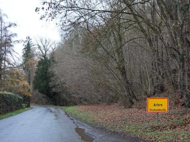 DSC08602arbre_g